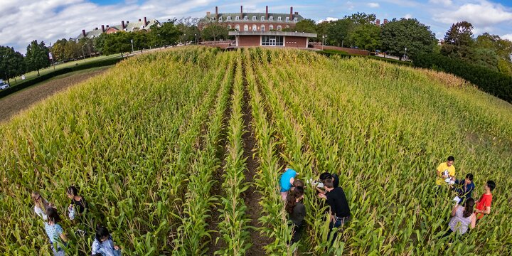 Integrative Biology, Crop Science, and Biophysics and Quantitative Biology students measure levels of photosynthesis in corn plants being grown at the Morrow Plots, the oldest experimental agricultural field in America.