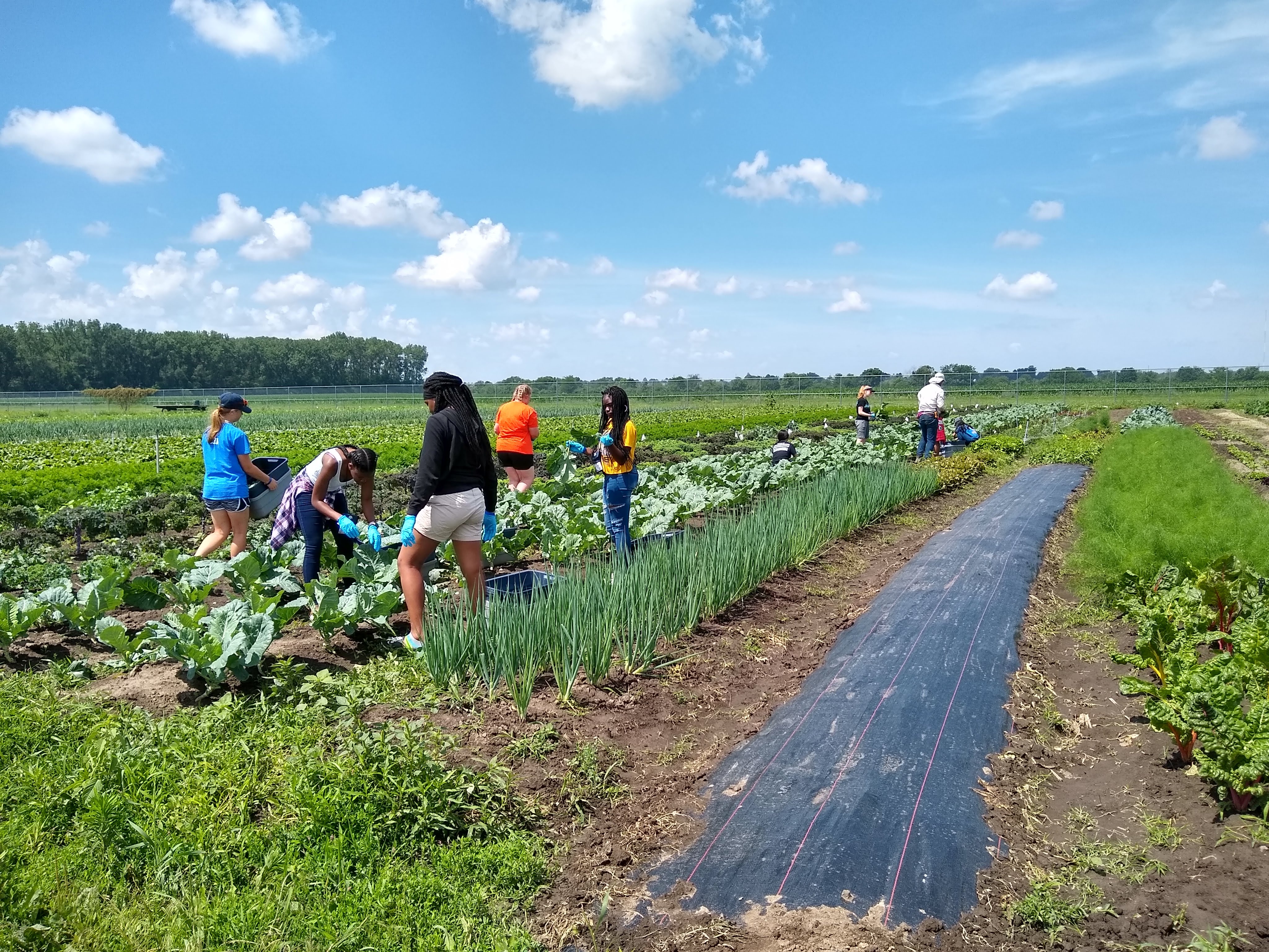Students working in crop fields.