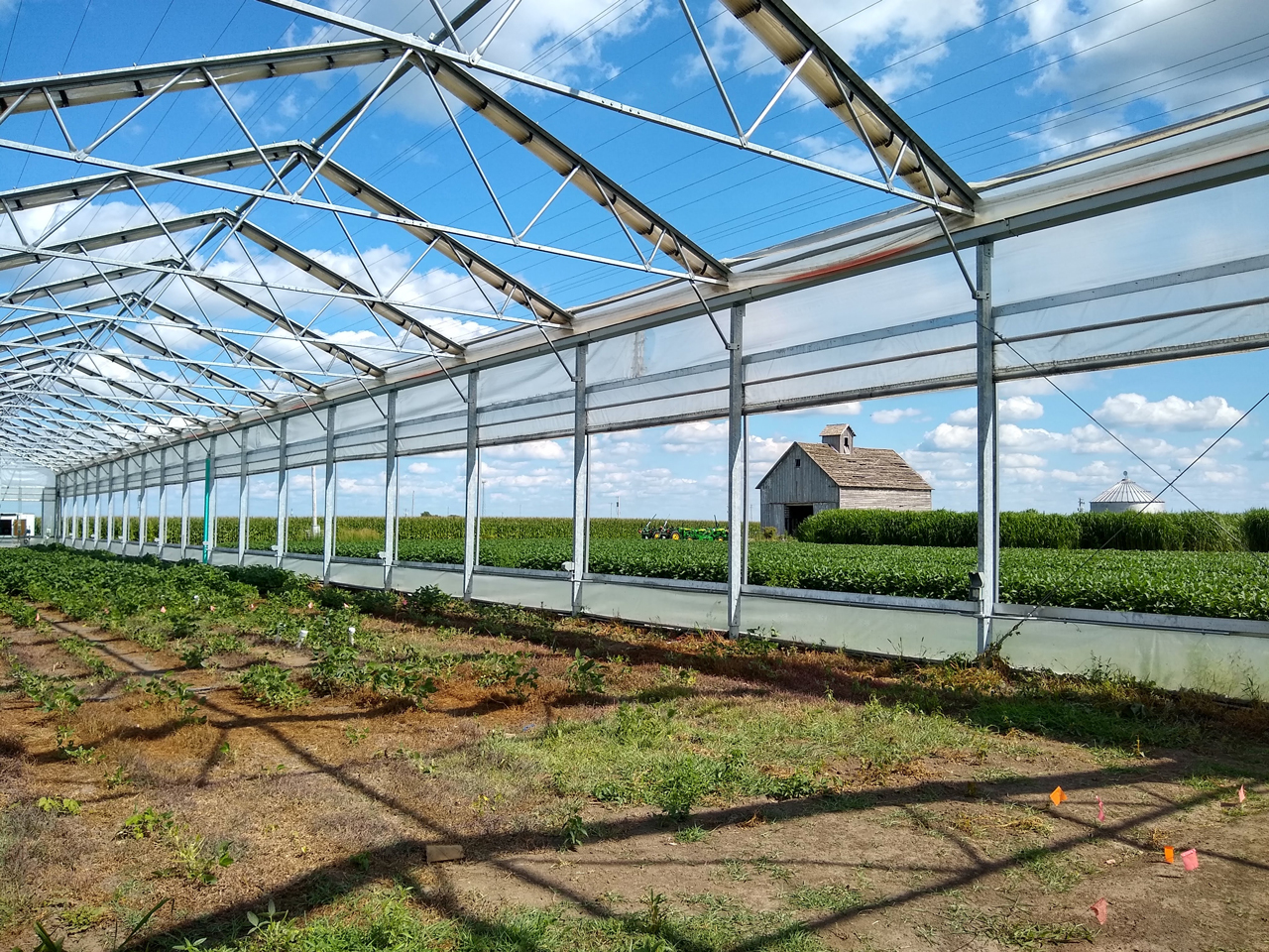 crops in greenhouse
